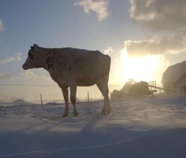 Le Plancher des vaches