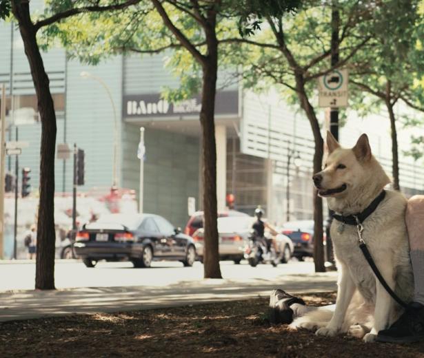 Chienne de vie à Vancouver